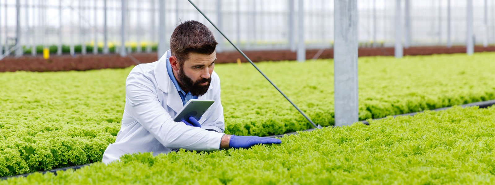 Técnico revisando un cultivo en invernadero